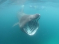 Basking Shark