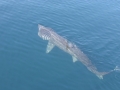 Basking Shark