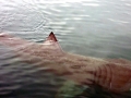 Basking Shark