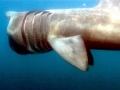 Basking Shark