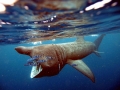 Basking Shark