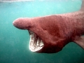 Basking Shark