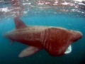 Basking Shark