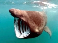 Basking Shark