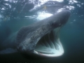 Basking Shark