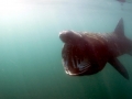 Basking Shark