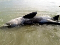 Basking Shark