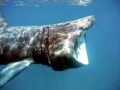 Basking Shark