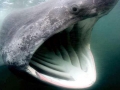 Basking Shark