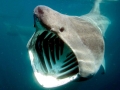 Basking Shark