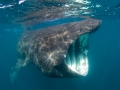 Basking Shark