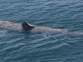 Basking Shark