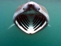 Basking Shark
