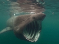 Basking Shark