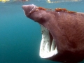 Basking Shark