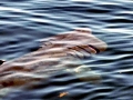Basking Shark