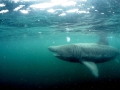 Basking Shark