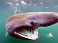 Basking Shark