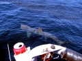 Basking Shark