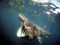 Basking Shark