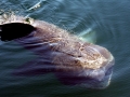 Basking Shark