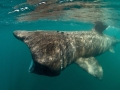 Basking Shark