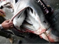 Basking Shark