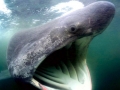 Basking Shark