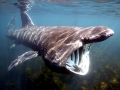 Basking Shark