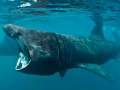Basking Shark