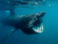 Basking Shark