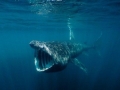 Basking Shark