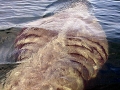 Basking Shark