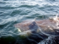 Basking Shark