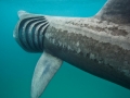 Basking Shark
