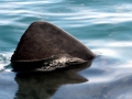 Basking Shark