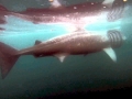Basking Shark