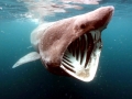 Basking Shark
