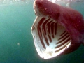 Basking Shark