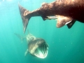 Basking Shark