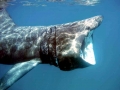 Basking Shark