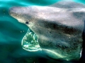 Basking Shark
