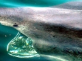 Basking Shark