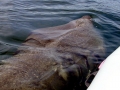 Basking Shark