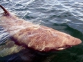 Basking Shark