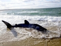 Basking Shark