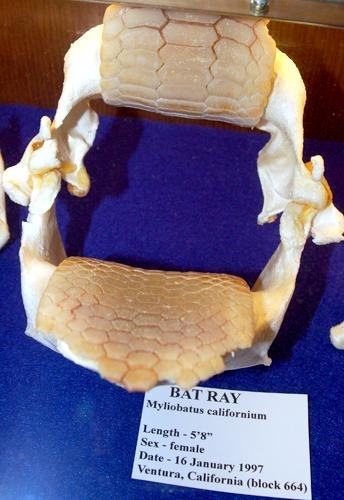Bat Ray