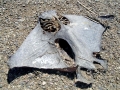 Bat Ray