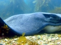 Bat Ray