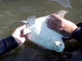 Bat Ray